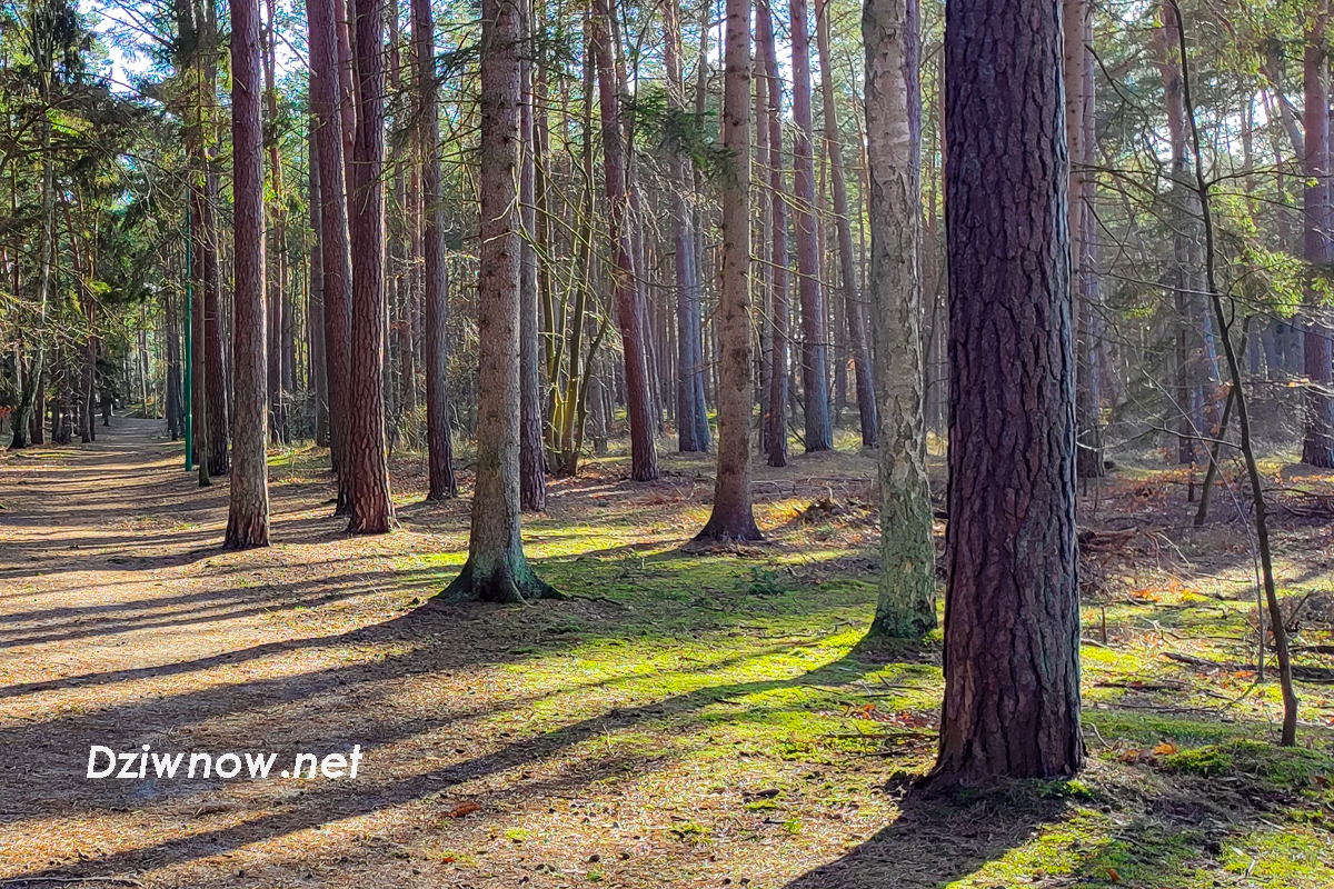 Kolejne sadzenie drzew w Łukęcinie
